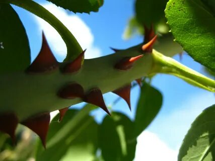Rose thorns