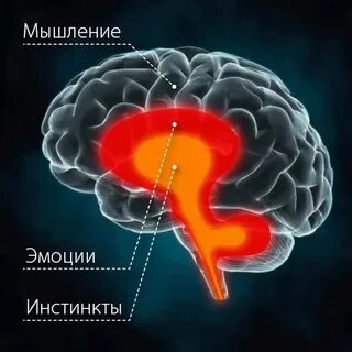 3 мозга