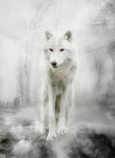 White wolf отзывы