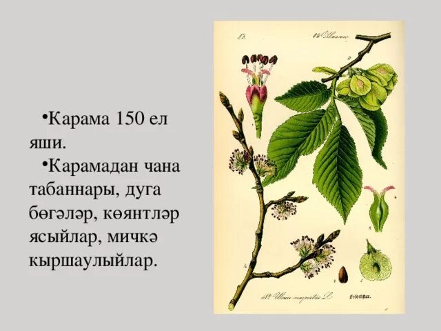 Тал на татарском. Татарские названия деревьев. Деревья на татарском языке. Названия деревьев на татарском языке. Осина дерево на татарском языке.