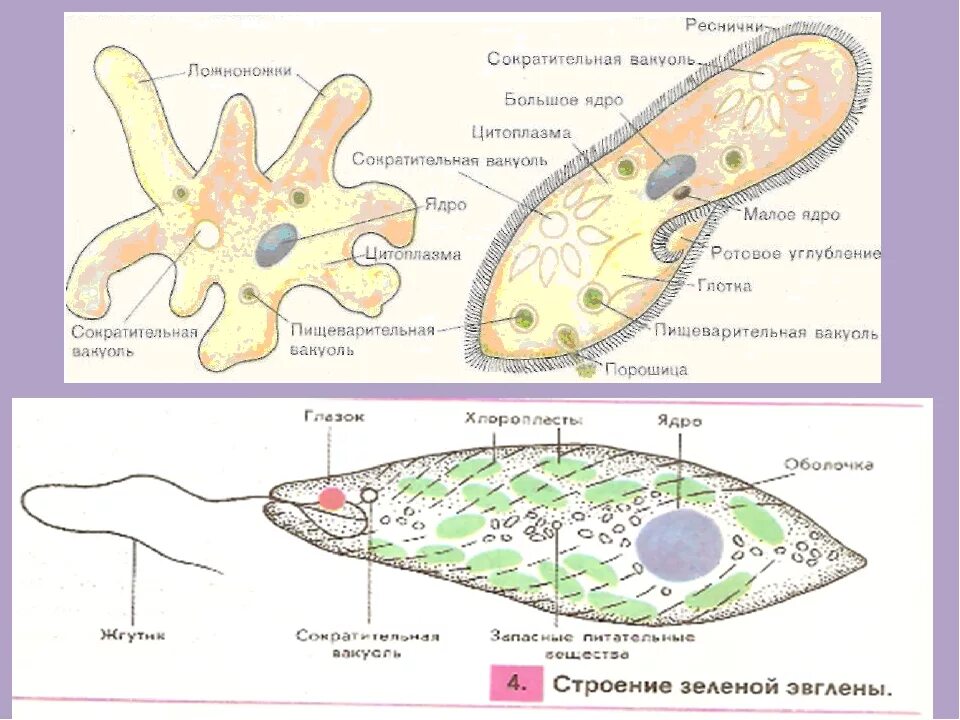 Простейшие протисты строение. Строение амебы, эвглены, инфузории.. Строение амебы и инфузории туфельки. Строения амебы эвглены зеленой инфузории.