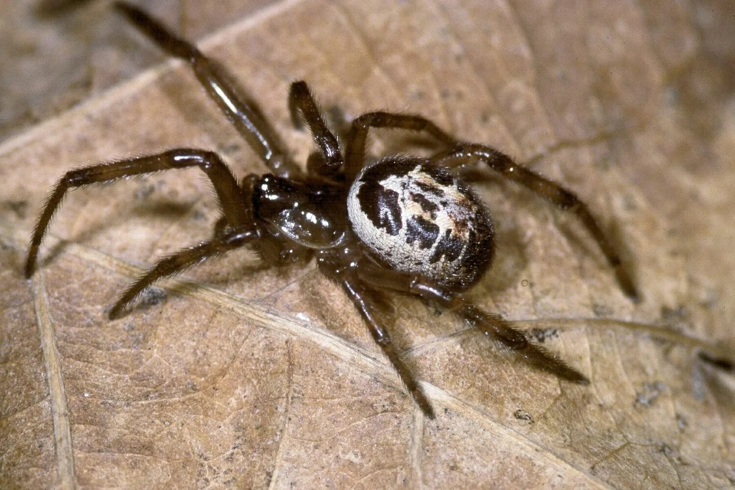 Стеатода черная паук. Steatoda Nobilis. Steatoda Nobilis паук. Steatoda Nobilis паук чёрный. Ложная вдова