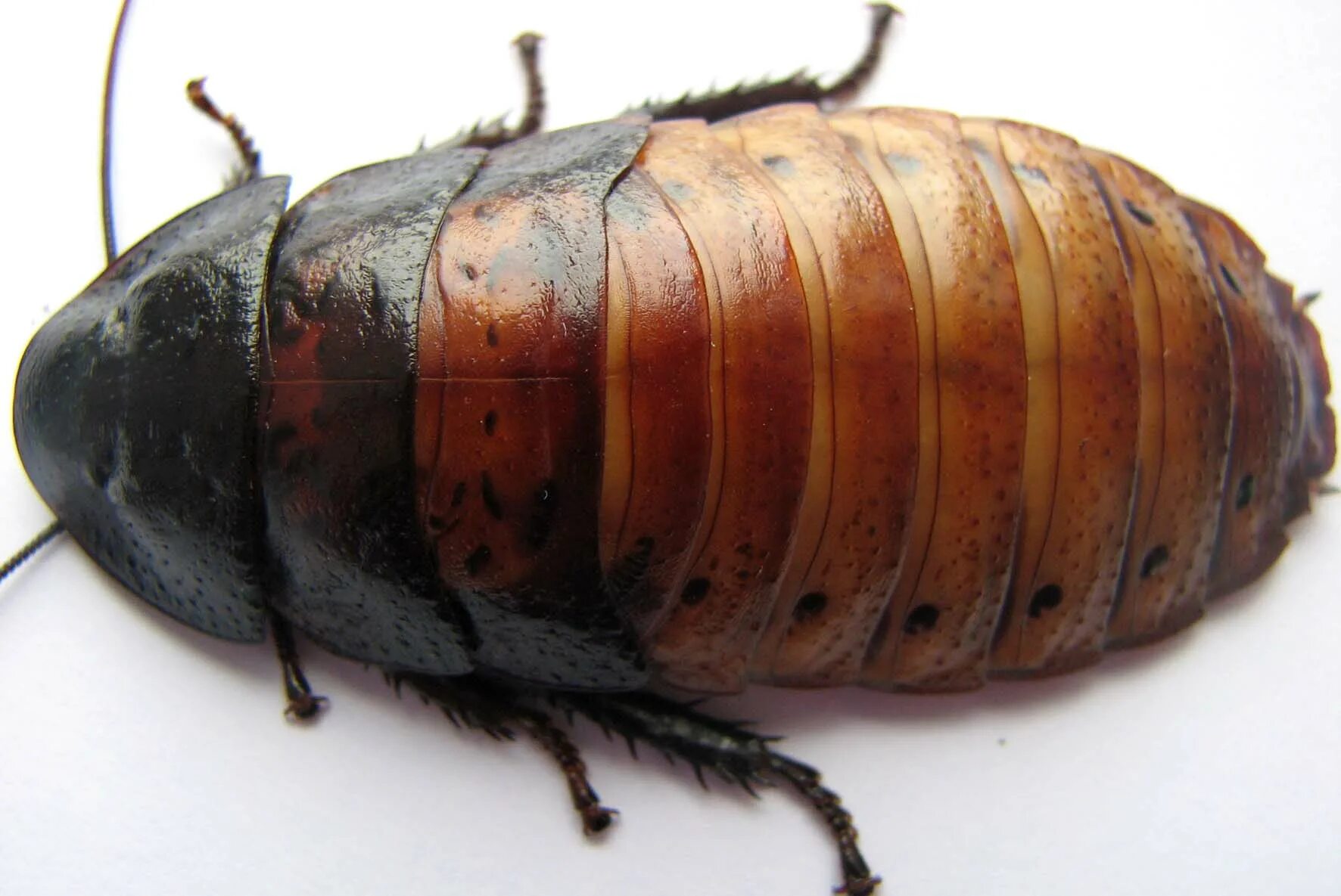 Жук таракан. Приснились тараканы черные. Фотосессия с тараканами. Таракан крытник. К чему снятся тараканы во сне женщине.