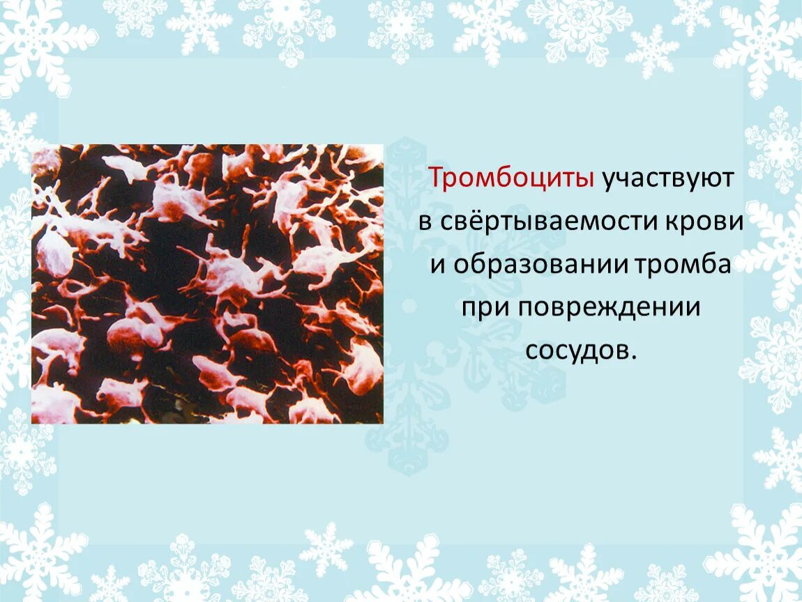 При повреждении сосудов тромбоциты. Тромбоциты. Тромбоциты участвуют в. Свертываемости крови, участвующие в образовании тромба. Подсчет тромбоцитов.