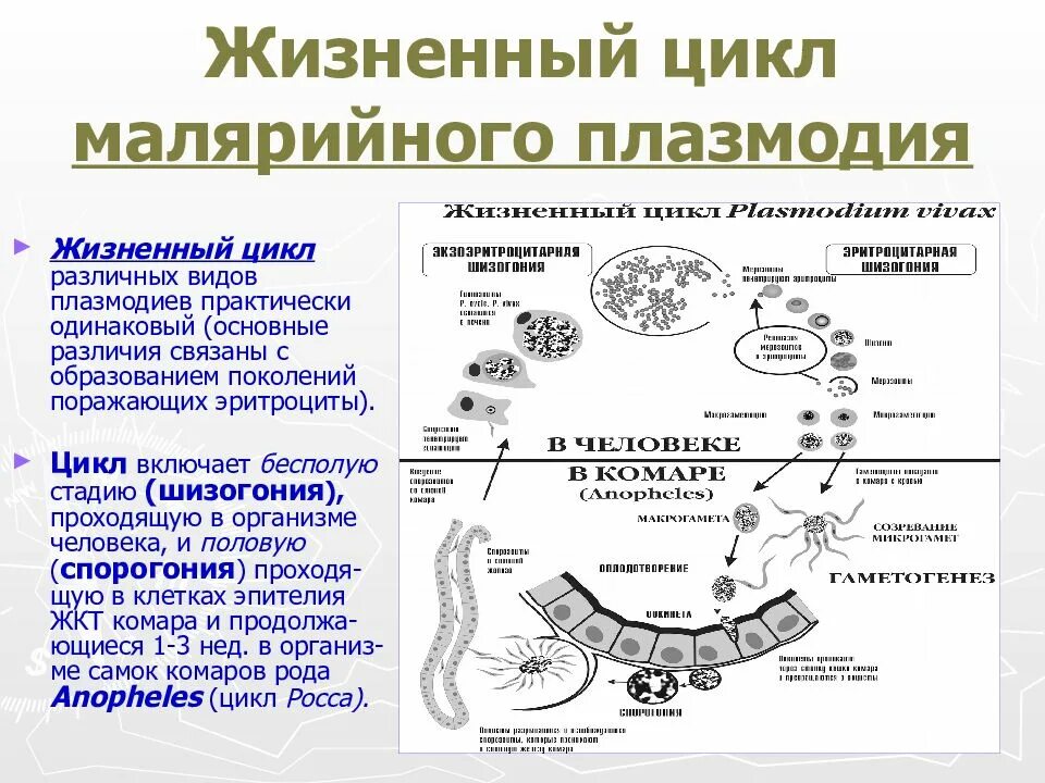 Какие утверждения о жизненном цикле малярийного плазмодия. Этапы жизненного цикла малярийного плазмодия. стадии развития малярийного плазмодия. малярийный плазмодий жизненный цикл цикл. цикл развития малярийного плазмодия стадии.