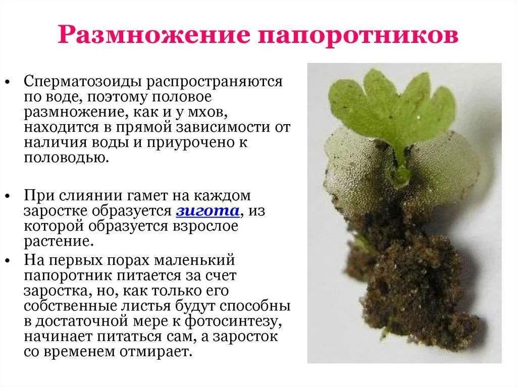 Как размножается папоротник. Размножение папоротников. как размножаются папоротники. способы размножения папоротников. как размножаются папоратника.