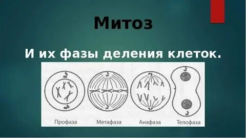 G2 фаза митоза
