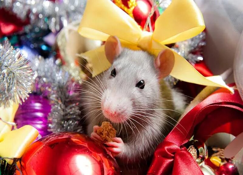 Ээг крысы. Новогодние крыски. Крыса зимой. Новогодние крыски. Год крысы.
