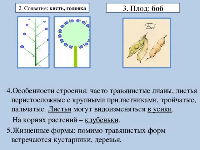 Строение и значение цветка.