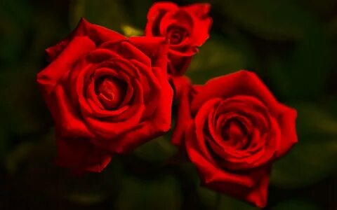 Three red roses