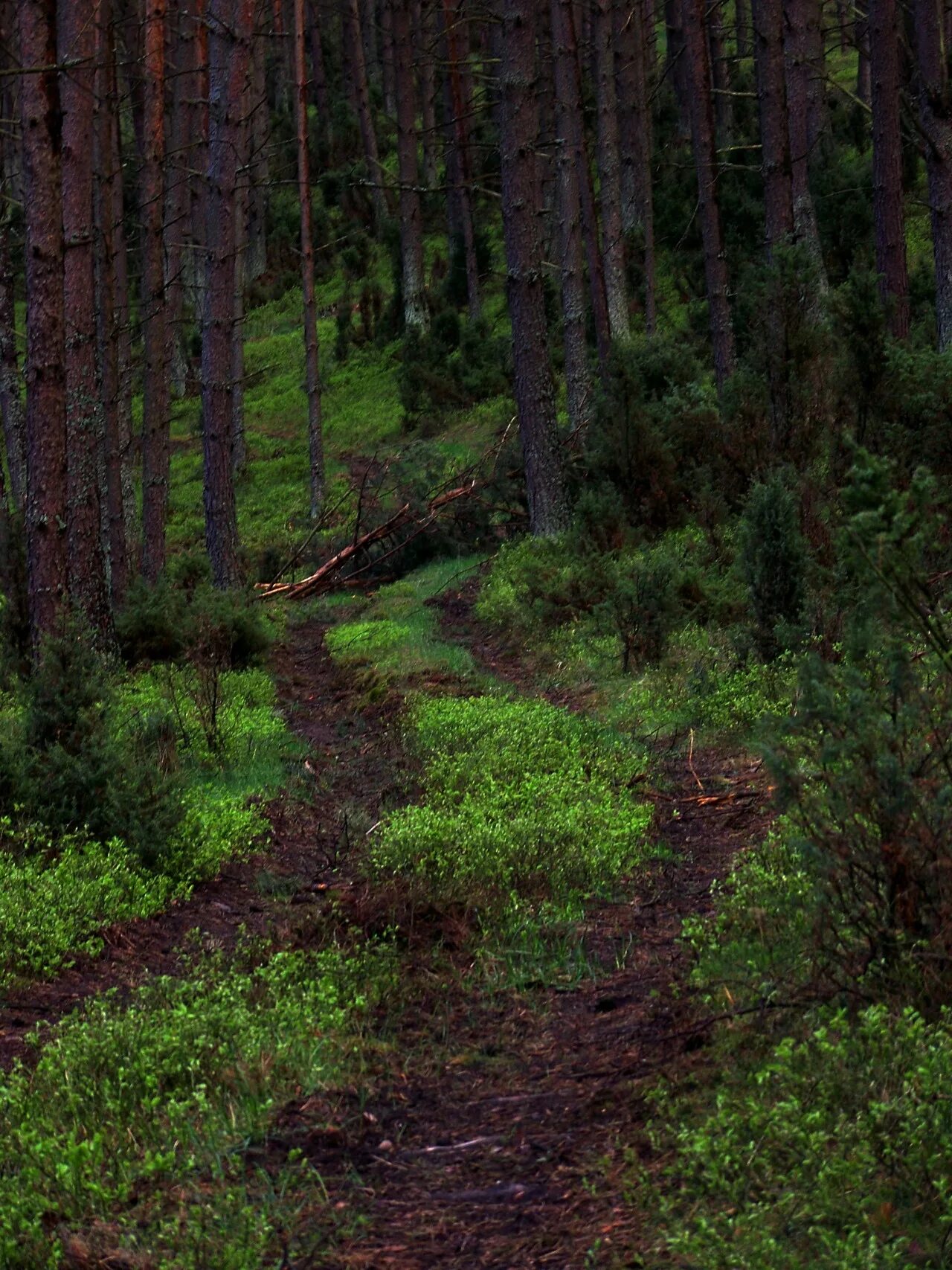 Forest clearing. Опушка леса фото высокого разрешения. Леса страны. Зеленый лес Кантри.