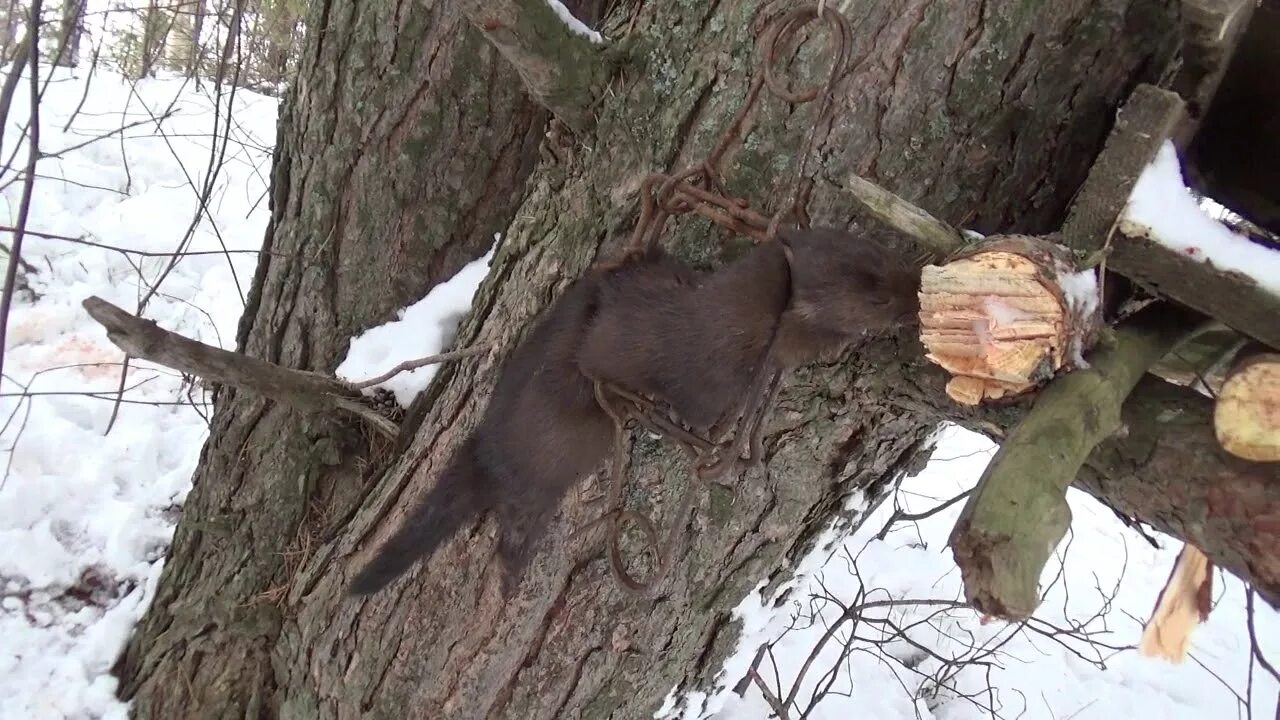 Ловля куниц. Капкан кулемка.