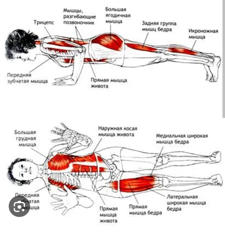 Упражнения для мышц живота и спины. Чатуранга асана мышцы. Чатуранга дандасана. Анатомия йоги чатуранга. Поза в йоге чатуранга дандасана.