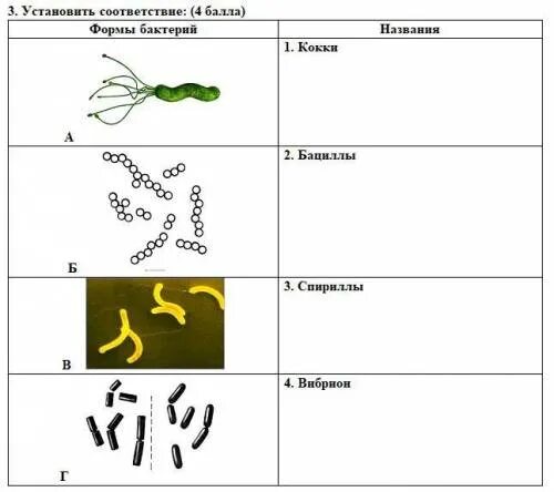 Установи соответствие между группами бактерий. Формы бактерий 1 кокки 2 бациллы 3 вибрионы. Установи форму бактерии — кокки.. Установи форму бактерии спириллы. Отметь форму бактерии — спириллы..