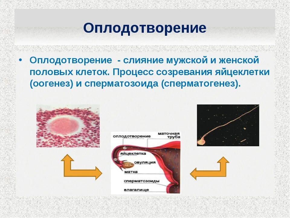 Процесс оплодотворения у человека. Процесс слияния мужской и женской половых клеток. Оплодотворение женщины. Оплодотворение человека презентация.