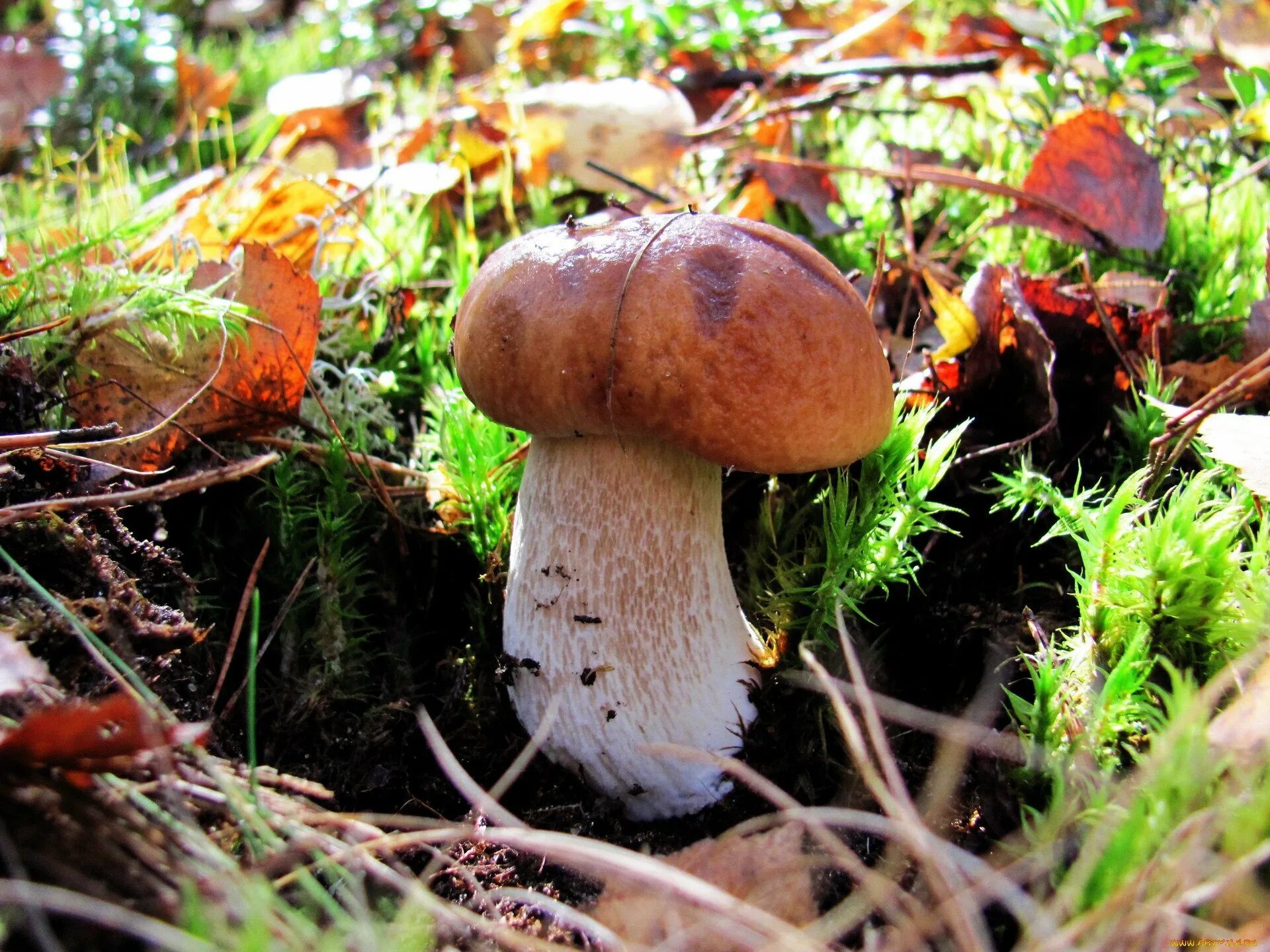 Белый гриб. Лже белый гриб фото. Грибы обои. Белый гриб обои. Белый гриб в природе