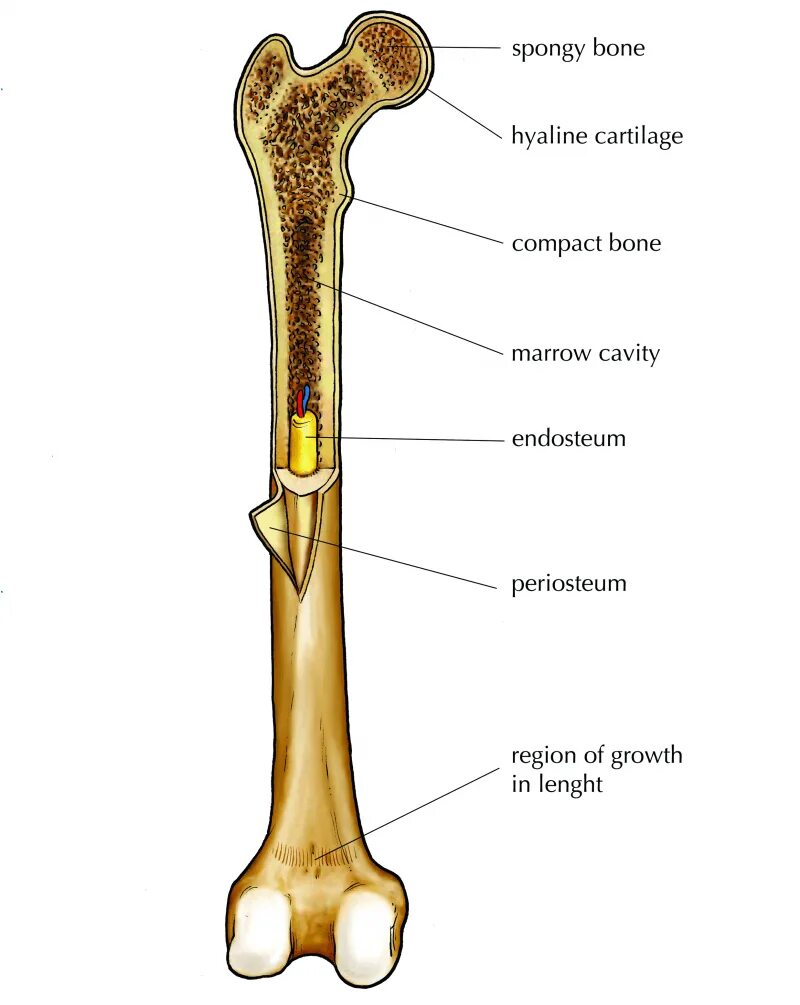 Long bone. Кость. Bone structure. Structure of long Bone.. Long Bones.