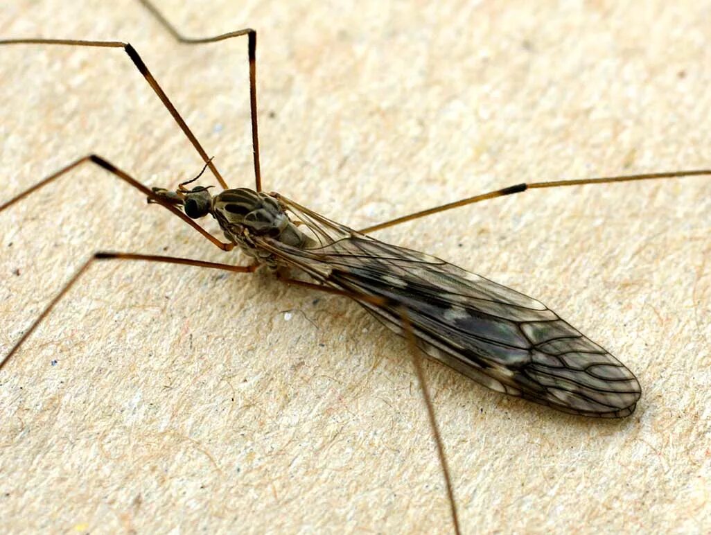 Комар большой как называется с длинными. Комар долгоножка. Комар гигант - долгоножка. Карамора комар. Малярийный комар долгоножка.