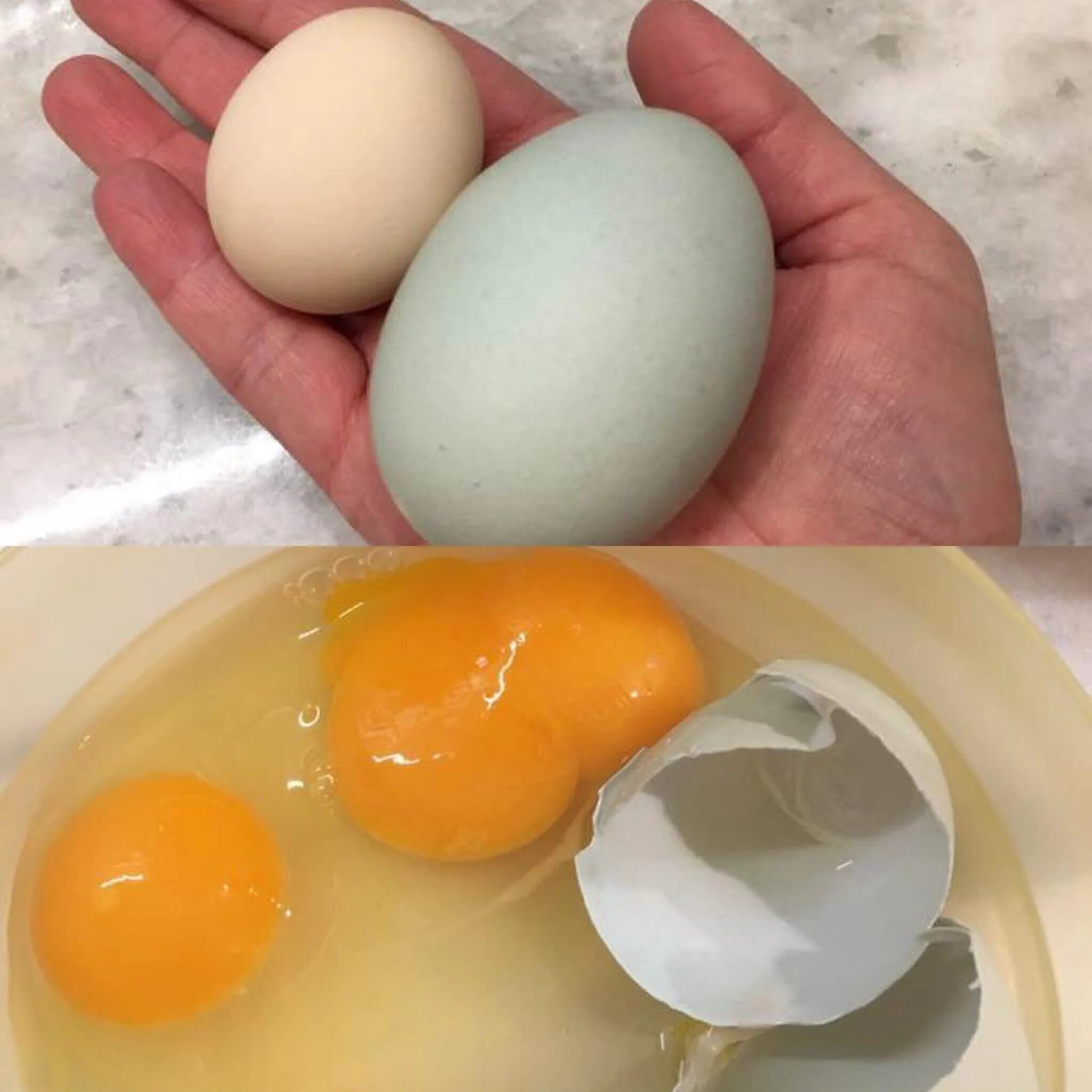 Яйцо. Необычные яйца. Яйцо куриное. Курица с яйцами.