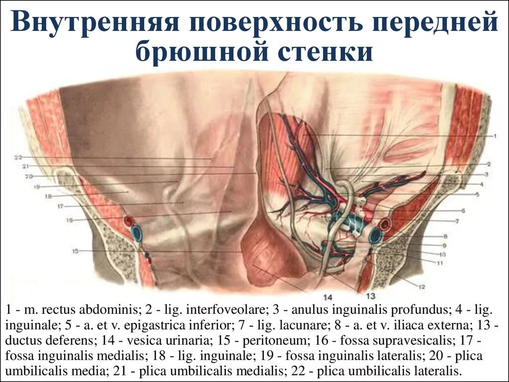 Анатомия передней брюшной стенки живота изнутри. Области передней брюшной стенки топографическая анатомия. Переднебоковая стенка живота топографическая анатомия. Строение передней брюшной стенки анатомия. Толстая брюшная стенка