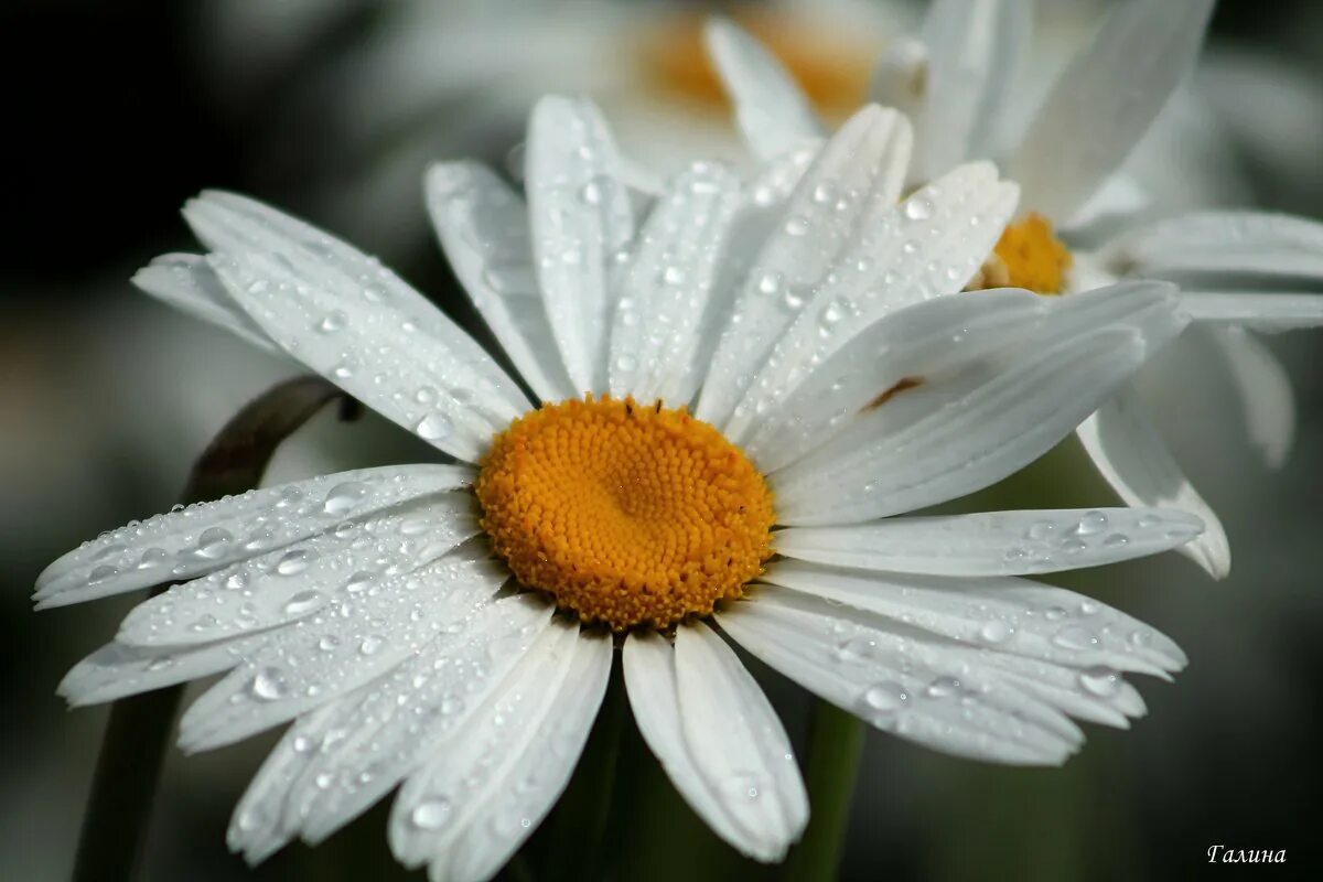 крупные ромашки. крупные ромашки. ромашка растение. заставка на рабочий стол ромашки. три ромашки.