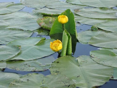 Кубышка желтая (Nuphar lutea). Кубышка Кубанская. Кубышка малая. Кубышка Петровская. Фонд кубышка