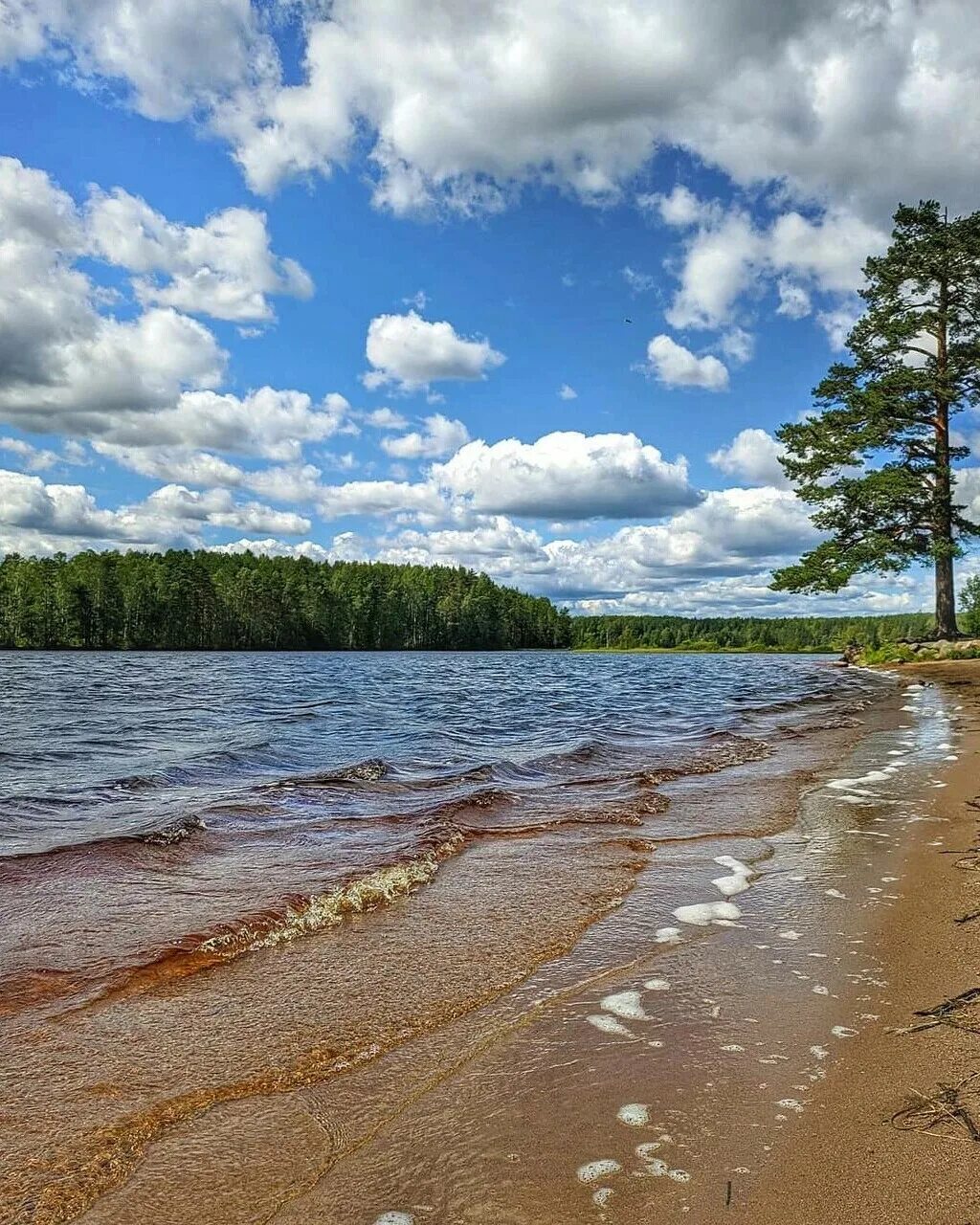 Медное озеро Ленинградская область. Медное озеро Сертолово. Озеро Меднозаводский разлив. Всеволожск медное озеро. Большие озера ленинградской области