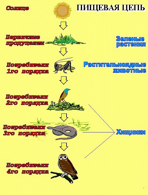 Цепь питания 9 класс