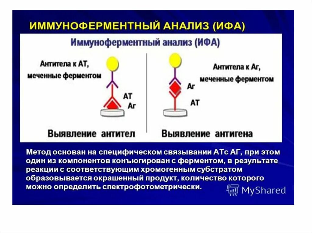 Результат ифа положительный. Иммуноферментный анализ (ИФА). Механизм,. ИФА для выявления антител. Схема постановки реакции ИФА. Иммуноферментный анализ компоненты реакции.