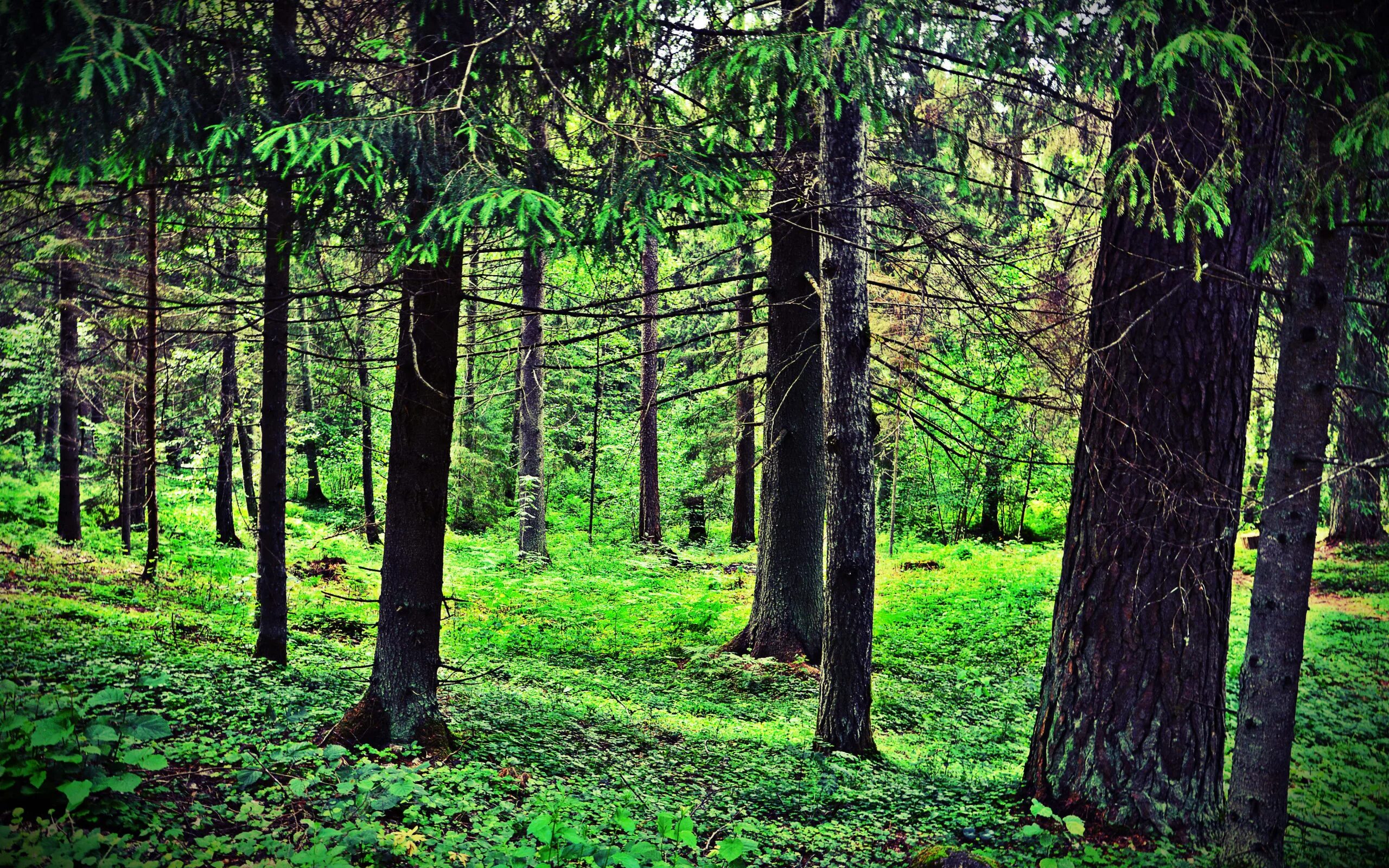 Картинки леса россии