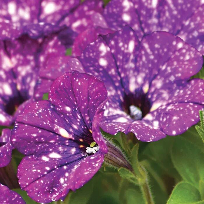 Петуния пятнистый леопард смесь f1 нк. Петуния пятнистый леопард смесь f1 нк. Петуния фиолетовый леопард f1. Петуния фиолетовый леопард. Петуния найт скай.