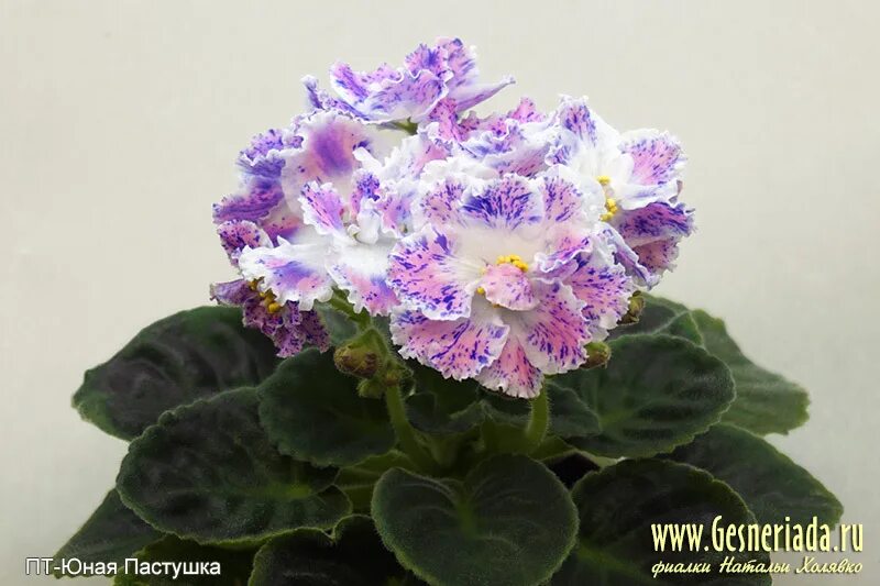 Сорт фиалки юная пастушка. Пт юная пастушка фиалка. Молодые п т молодые п т. Сорт фиалки юная пастушка. Молодые п т молодые п т.