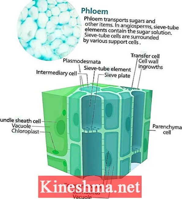 Флоэма строение. Ксилема и флоэма. Флоэма у растений. Ксилема флоэма ЕГЭ биология. Флоэма органические вещества