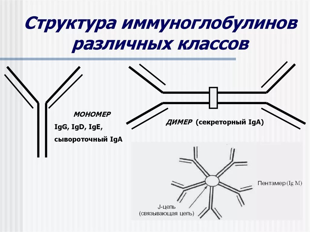 Схема строения секреторного иммуноглобулина а. Иммуноглобулин а димер. Иммуноглобулин а мономер и димер. Строение мономера иммуноглобулина. Иммуноглобулин слизистых оболочек