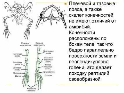 Что отличает пресмыкающихся от земноводных тазовые почки