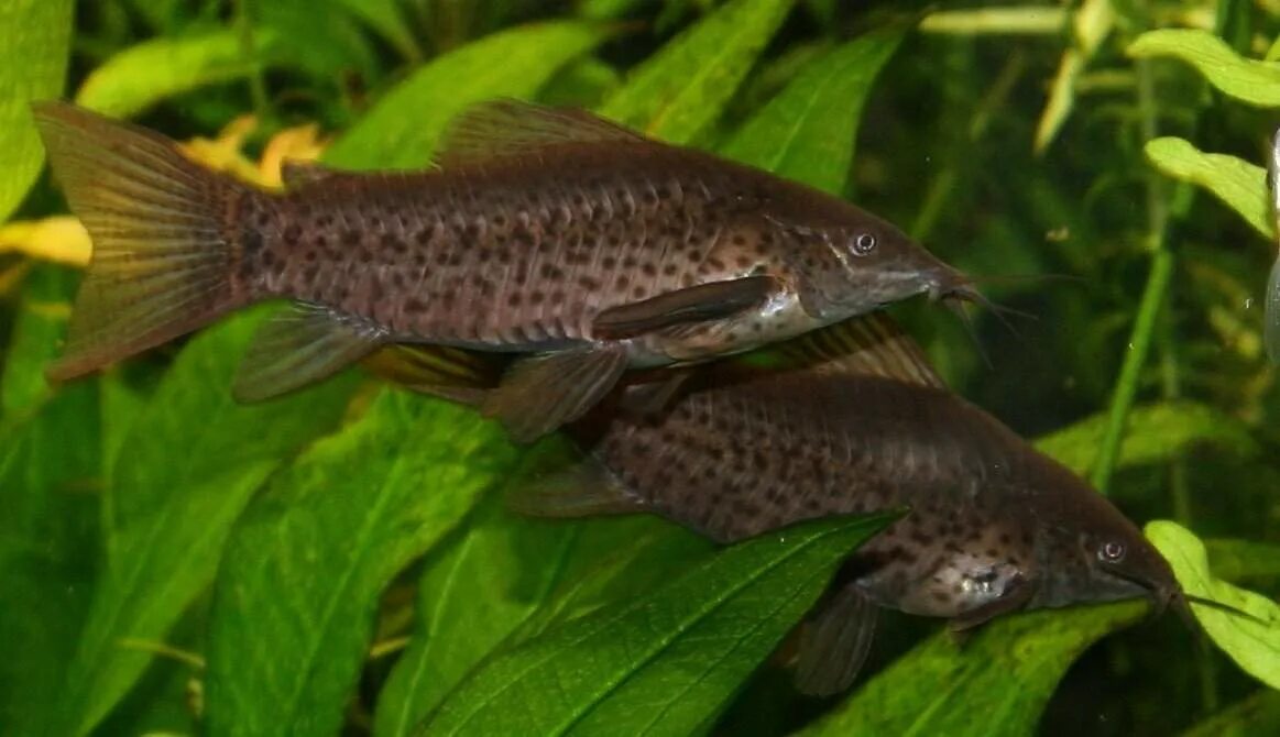 Рыба дианема. Dianema longibarbis. Длинноусая дианема. Сом панцирный аквариумный. Дианема.