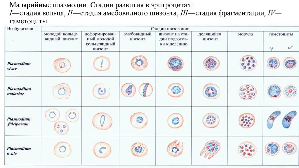 Стадии развития малярийного плазмодия в эритроцитах. Plasmodium Vivax на стадиях кольца и фрагментации шизонта. Стадии развития малярийного плазмодия в эритроцитах стадия кольца. Малярийный плазмодий шизонт в стадии кольца.