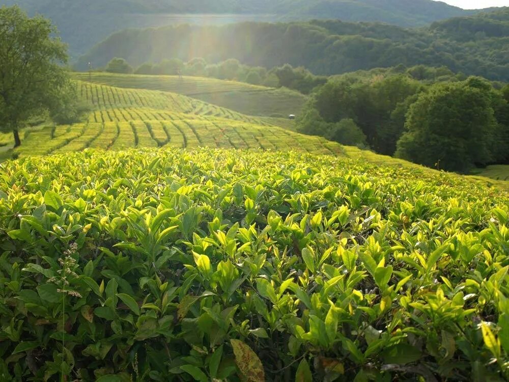 В россии растет чай. Чайные плантации Сочи Мацеста. Чайные плантации Мацеста чай. Мацеста чай плантации. Сочи чайная плантация в Мацесте.