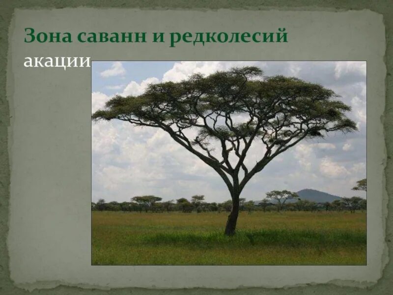 Редколесья Южной Америки растения. Зона саванн и редколесий. Саванны и редколесья Австралии растения. Зона саванн в Австралии. Растения саванн и редколесий южной америки