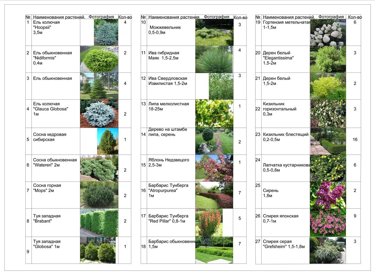 Выберите примеры кустарников. Барбарис Тунберга Живая изгородь схема посадки. Кустарники названия. Кустарники перечень названий. Перечень декоративных кустарников.