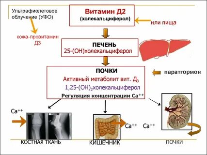 Паратгормон витамин