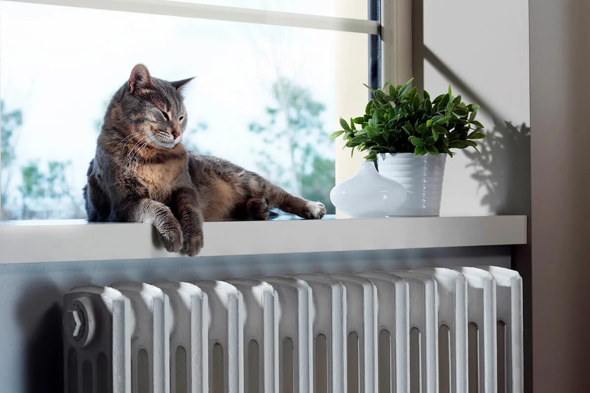 Отопительные окна. Отопление. Батареи отопления. Кот на подоконнике.