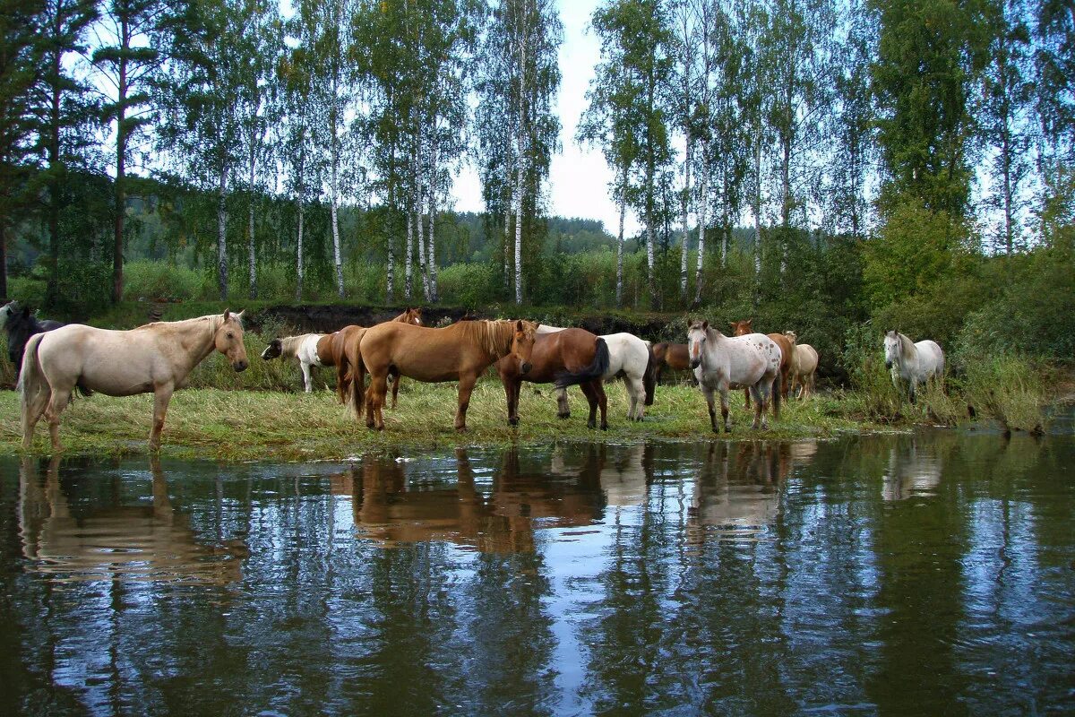 Животные реки белой в башкирии. Река белая башкирия полевые лвгеря в 1960 е го. Животные реки белой в башкирии. Река белая башкирия. Зилаир река белая.