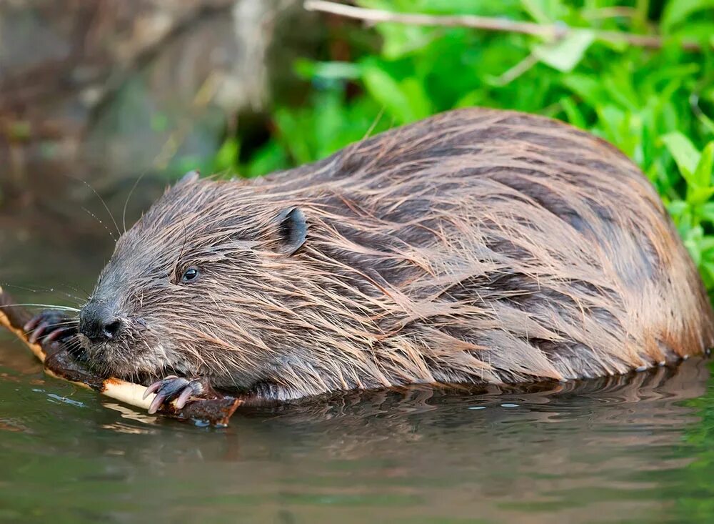 Чем питается бобр в природе. Канадский бобр (castor canadensis). речной бобр. бобр обыкновенный – castor fiber. западносибирский речной бобр.