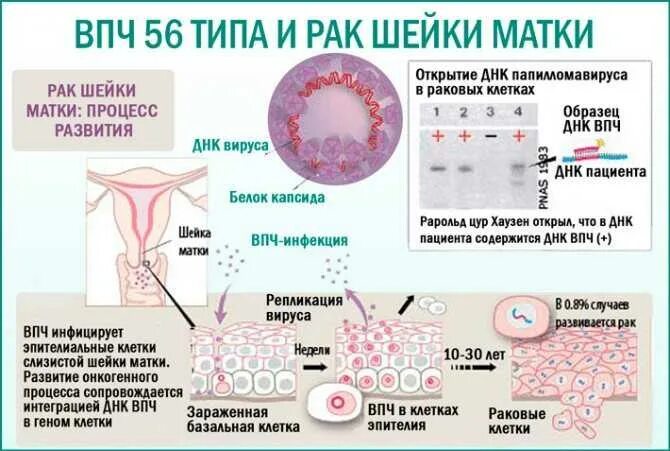 Сколько времени развивается рак. Сколько времени развивается рак