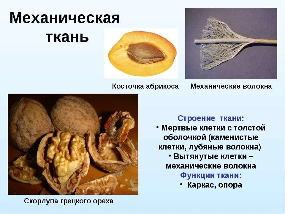 Строение функции механических тканей. Механическая ткань. механическая ткань грецкого ореха. мертвая механическая ткань. строение механической ткани.
