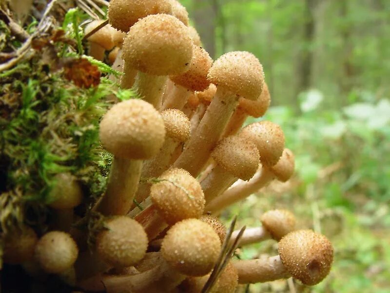 Опёнок осенний. Опёнок осенний (Armillaria mellea). Мицелий осеннего опенка. Мицелий луговых опят.