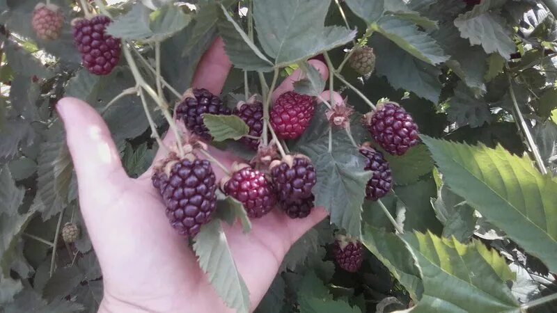 Ежемалина бойсенберри. Ежемалина бойсенберри описание. Ежевика boysenberry. Ежемалина бойсенберри описание. Ежемалина бойсенберри (3 года).