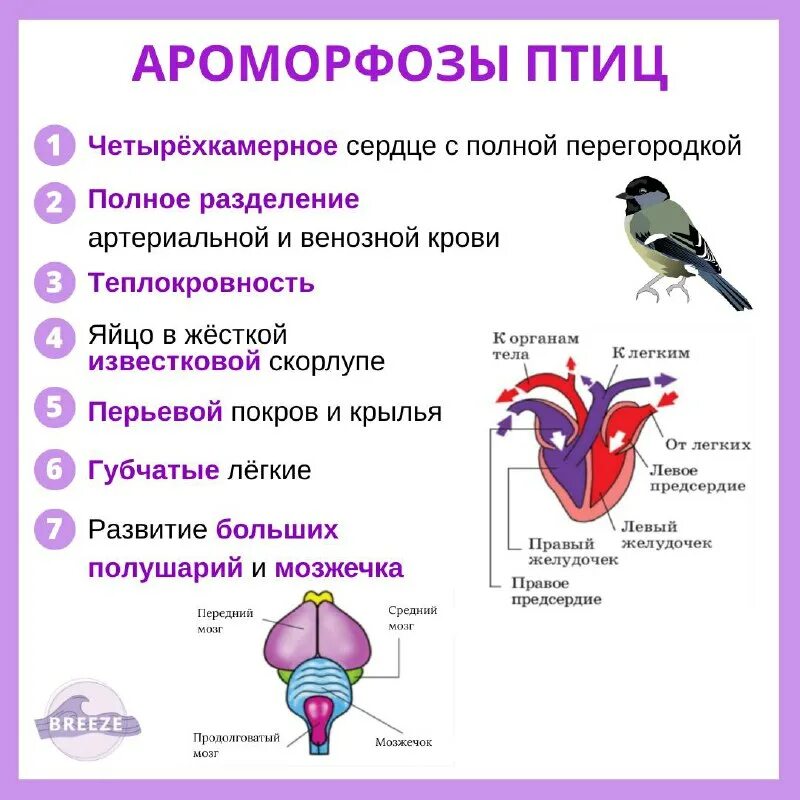 Какие ароморфозы в строении покрова дыхательной. Ароморфозы живых организмов. Ароморфозы птиц. Какие ароморфозы в строении покрова дыхательной. Какие ароморфозы в строении покрова дыхательной.