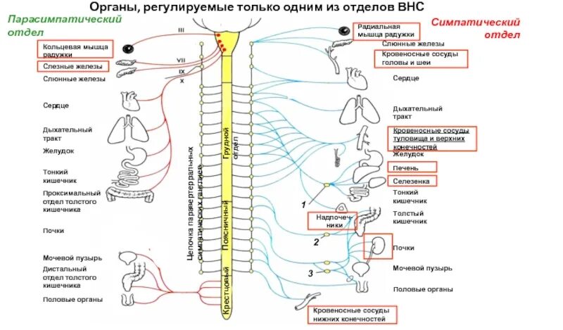 Симпатический отдел выполняет функции. Симпатический отдел и парасимпатический отдел. Кишечник симпатическая и парасимпатическая нервная система. Схема ВНС симпатический и парасимпатический отделы. Парасимпатический отдел вегетативной нервной системы физиология.